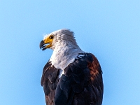 Rezerwat w Chobe (Botswana)
